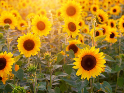 Stop Listening To Other People