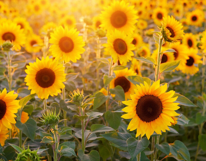 Stop Listening To Other People