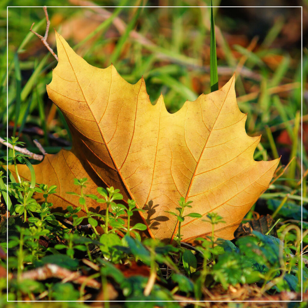 Yellow fall leaf on the ground
