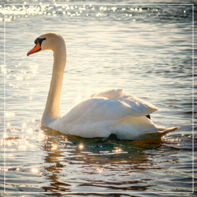 White swan on water sparkling with sun reflecting off it