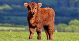 Reddish brown calf standing in a field