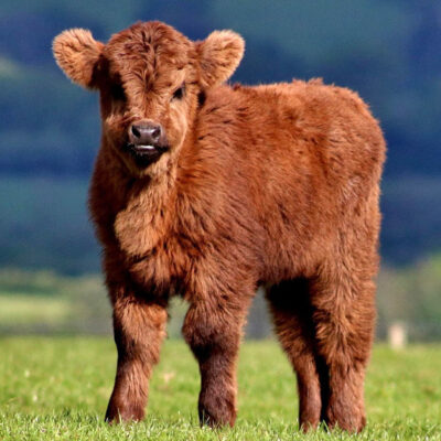 Reddish brown calf standing in a field
