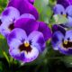 The Pansy by James Whitcomb Riley