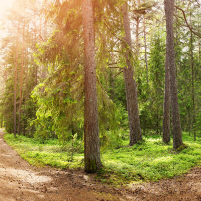 Two paths in the woods with the left one going toward the sun