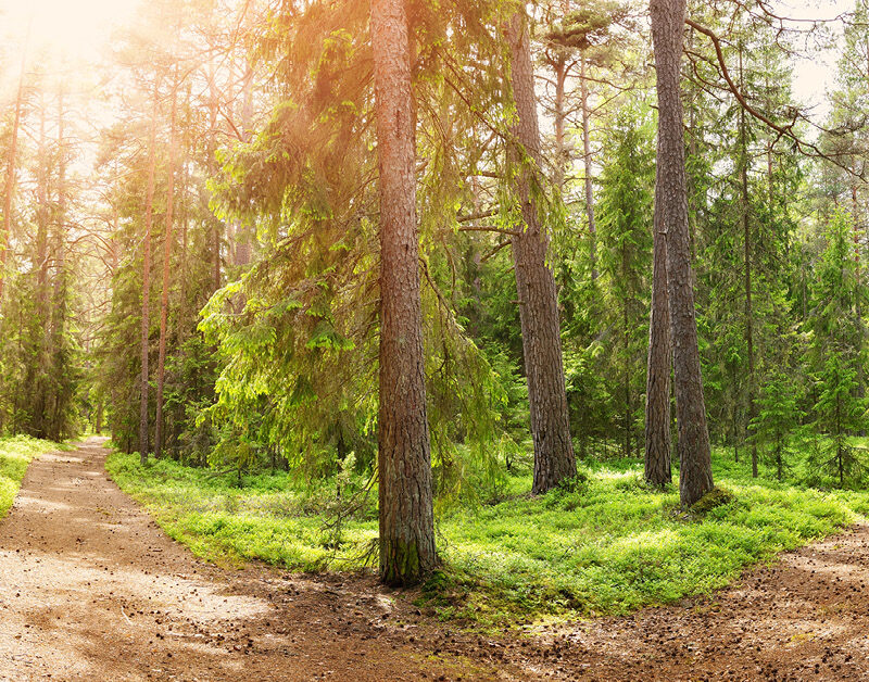 Two paths in the woods with the left one going toward the sun
