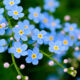 Blue forget-me-not flowers
