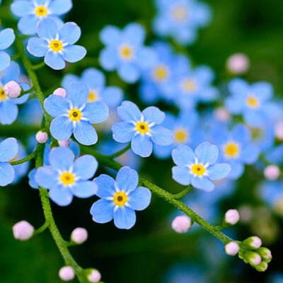 Blue forget-me-not flowers