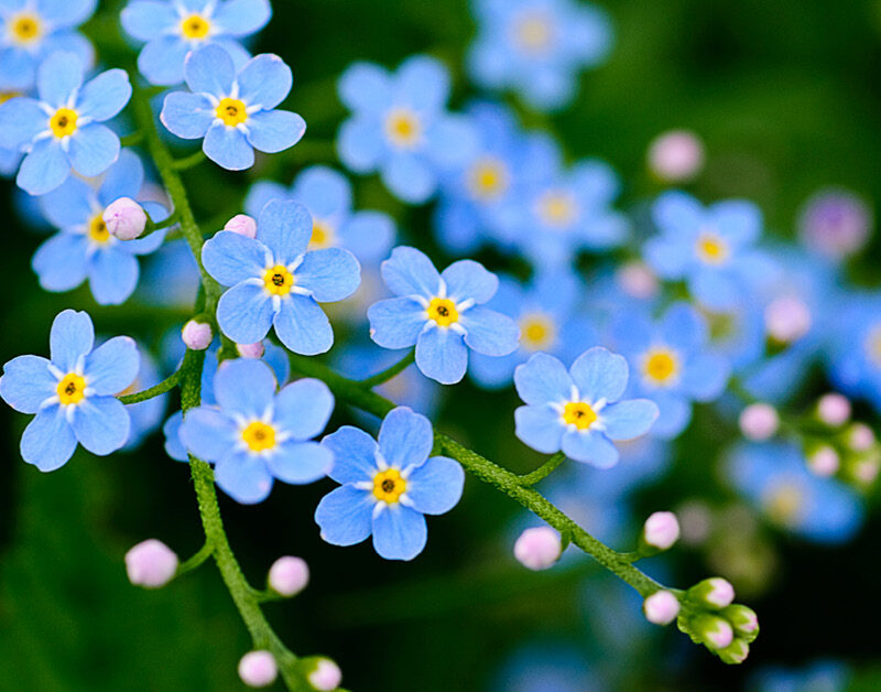 Blue forget-me-not flowers