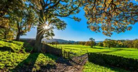Green field, fence, trees, and sun