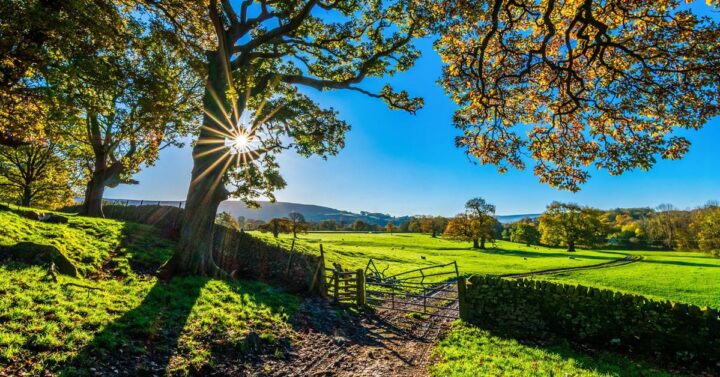 Green field, fence, trees, and sun