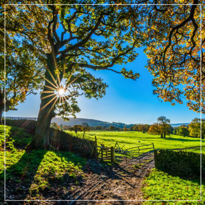 Field with dirt path, fence, trees, blue sky, and shining sun