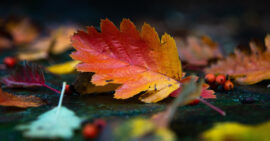Red and yellow fall leaf among many other colorful leaves