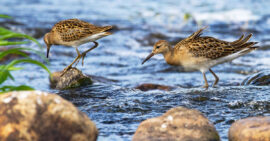 Birds in water and rocks