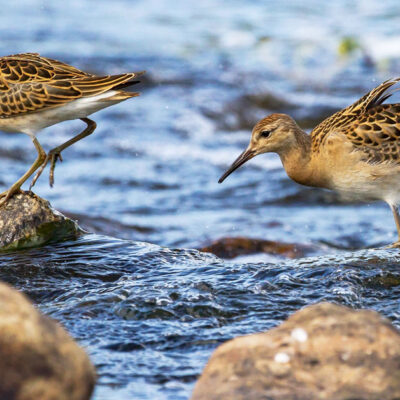 Birds in water and rocks
