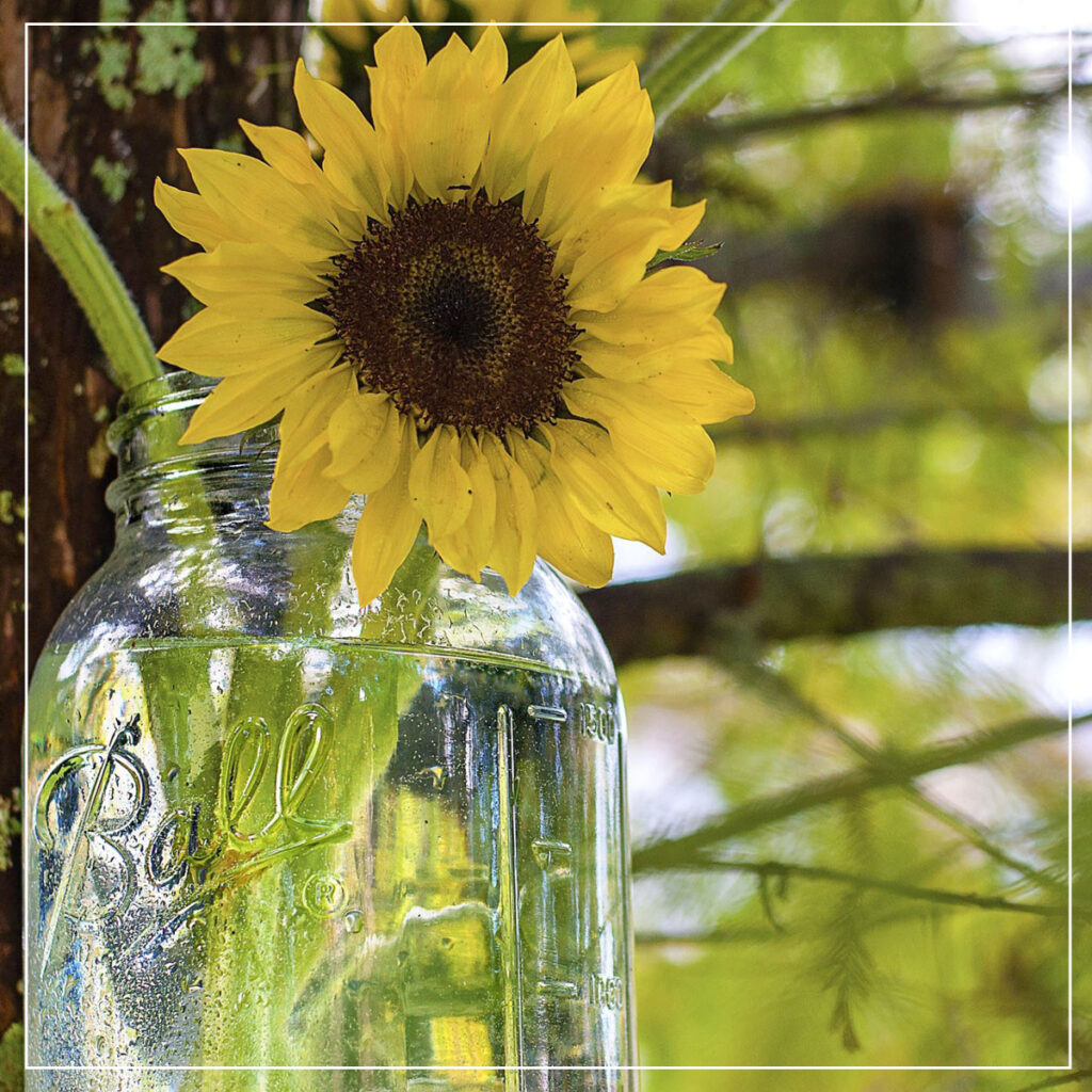 Yellow sunflower in glass canning jar under a large tree