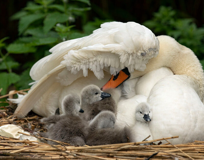 Mother swan covering her babies with her large wing sitting on her nest