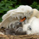 Mother swan covering her babies with her large wing sitting on her nest