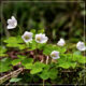 Little white flowers close to the ground in the forest