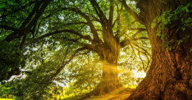 Large tree with huge trunk and sunlight streaming around it