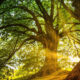 Large tree with huge trunk and sunlight streaming around it
