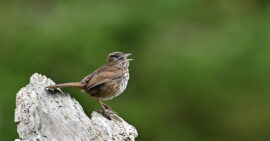 Singing sparrow on wood