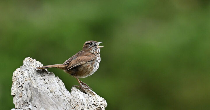Singing sparrow on wood