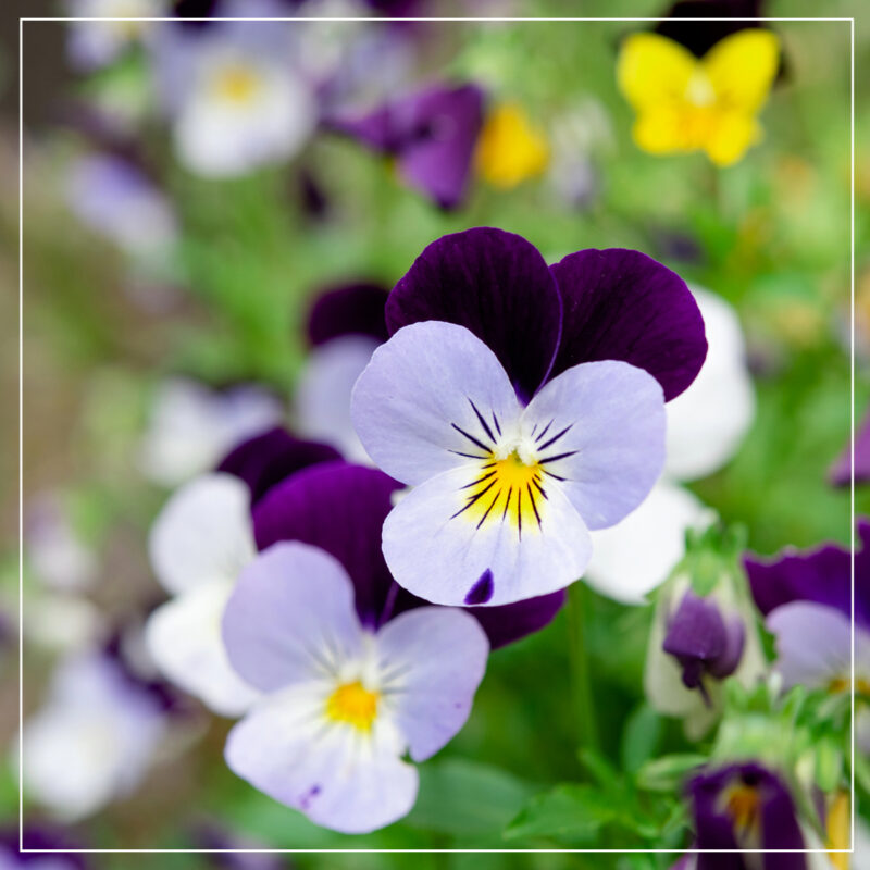 White and purple pansy