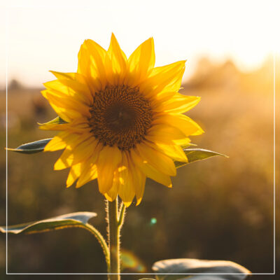 Yellow sunflower with filtered evening light behind it