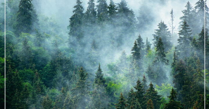 Evergreen forest on hills with white fog