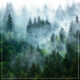 Evergreen forest on hills with white fog