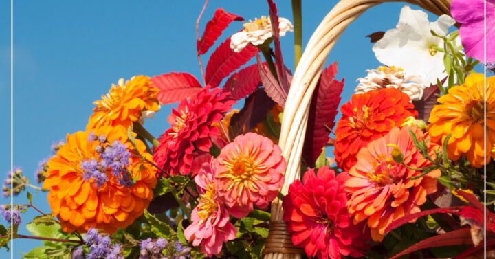 Basket of bright orange, pink, and red zinnias against a bright blue sky