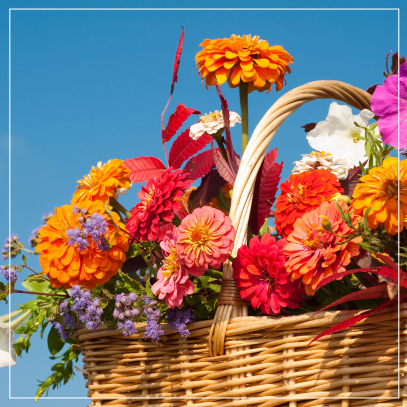 Basket of bright orange, pink, and red zinnias against a bright blue sky