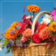 Basket of bright orange, pink, and red zinnias against a bright blue sky