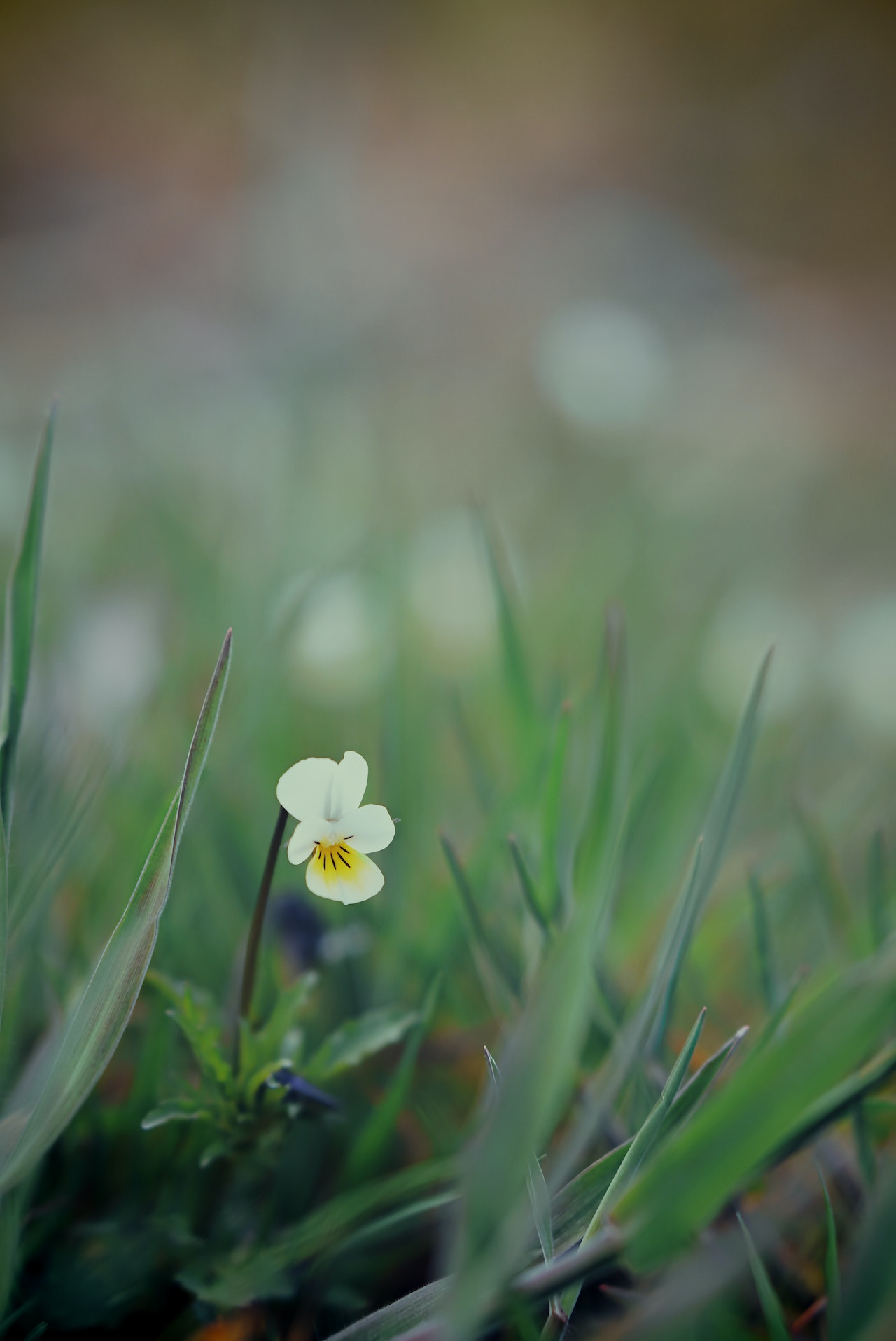 Little white heartsease amid grass