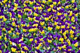 Dozens of purple and yellow johnny jump ups