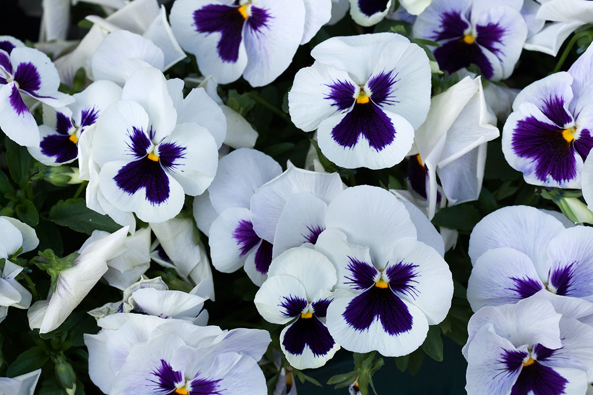 White pansies with dark purple splotches