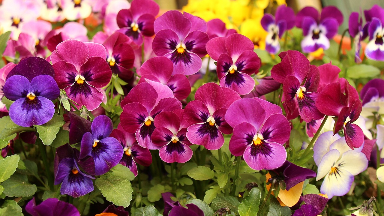 Bright pink, purple, and yellow pansies in a garden