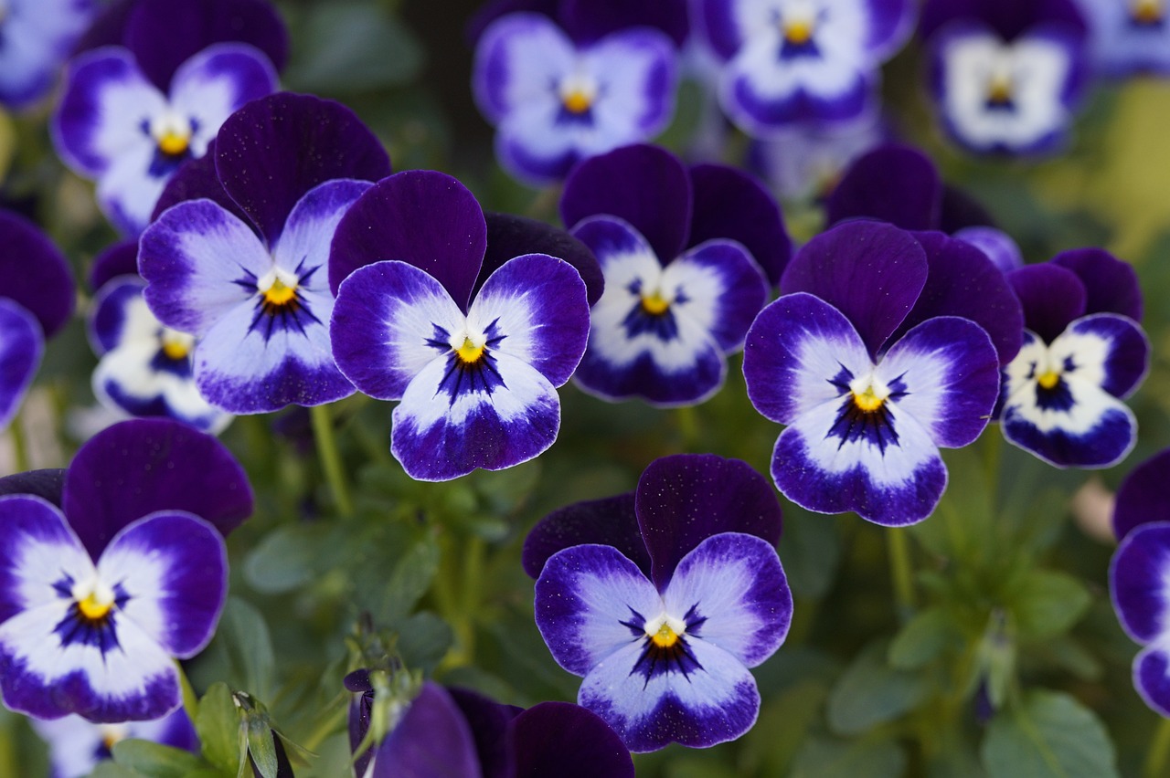 Dark purple and lavender pansies