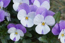 White and light purple pansies