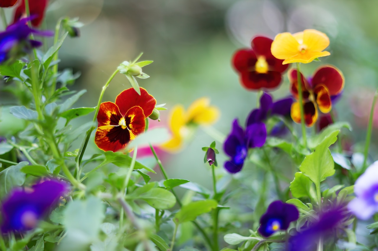 Red, yellow, and purple pansies