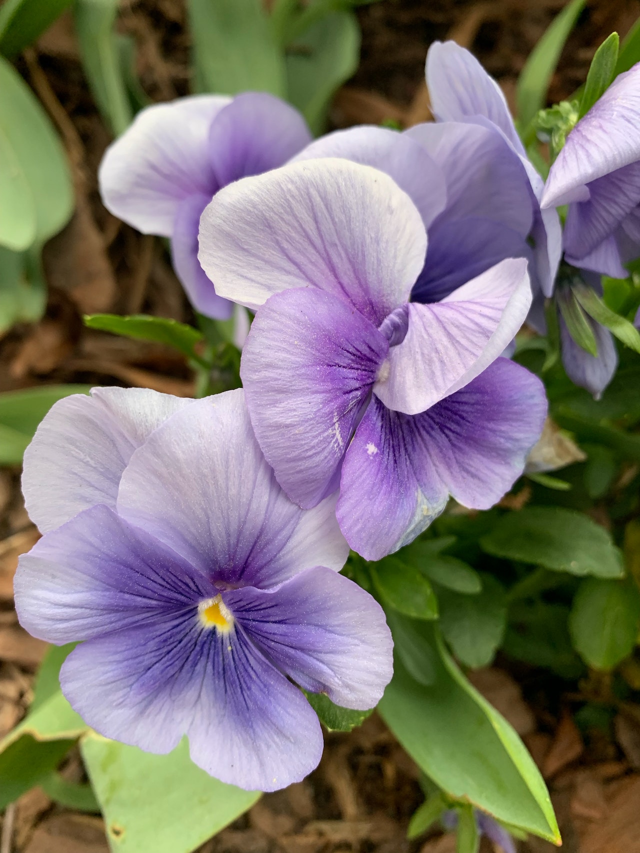 Light purple pansies