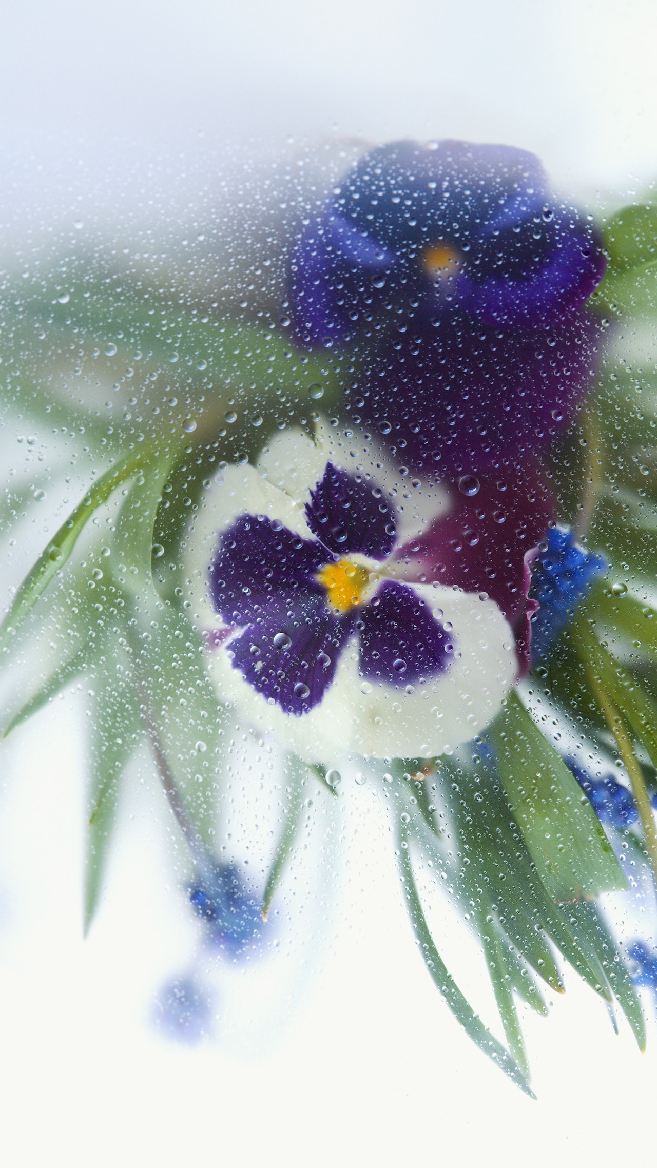 White and purple pansies behind wet glass