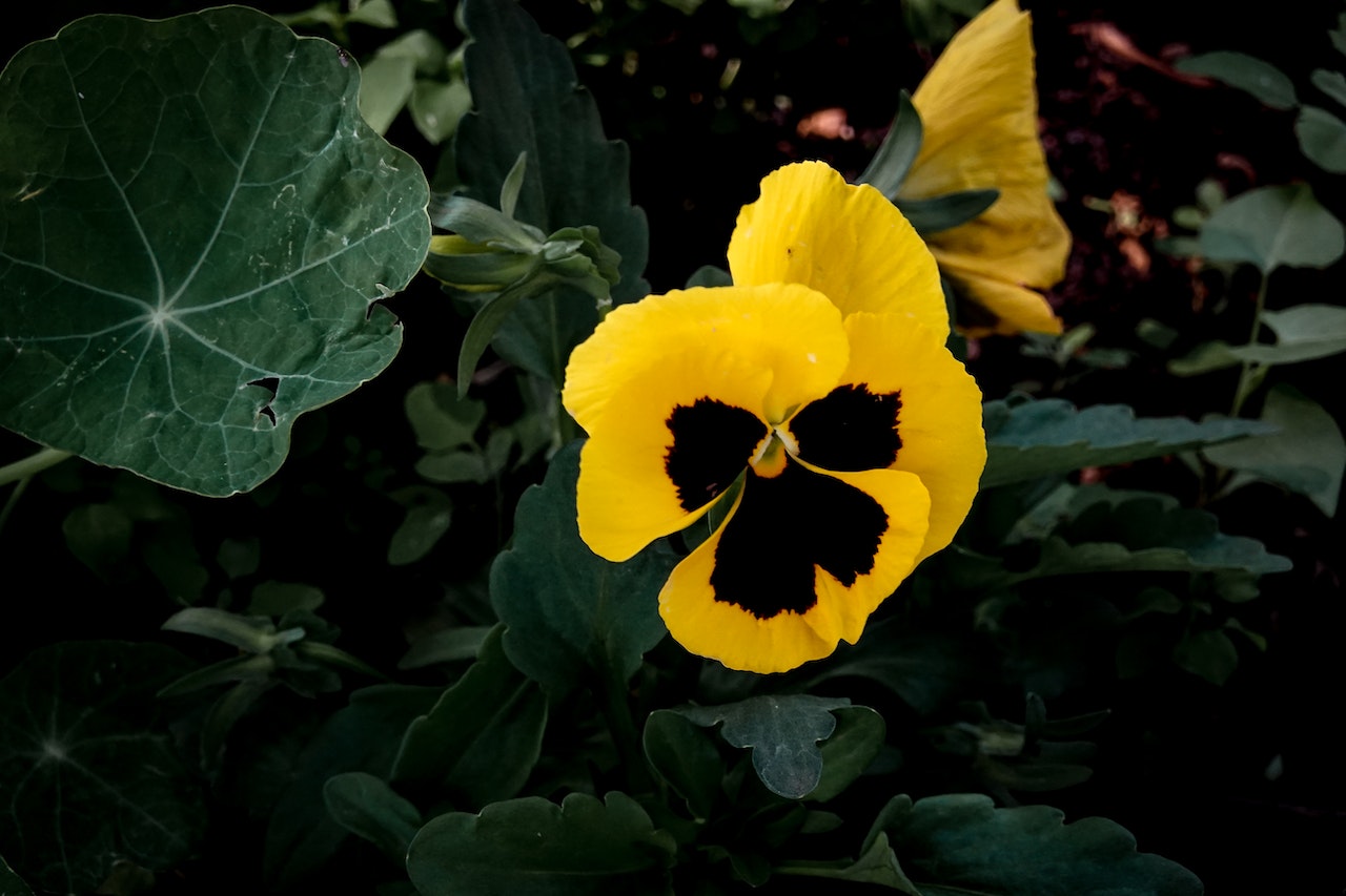 Bright yellow pansy with dark splotch