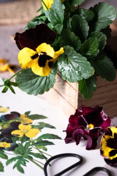 Dark yellow and red pansies with pansy art