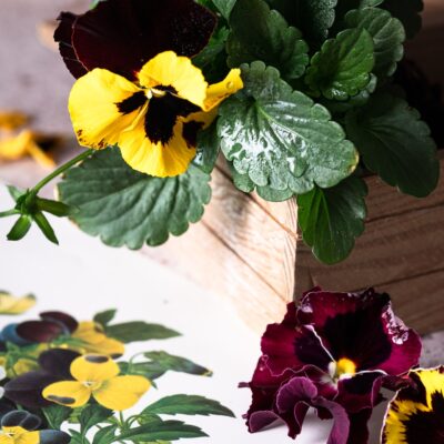 Dark yellow and red pansies with pansy art