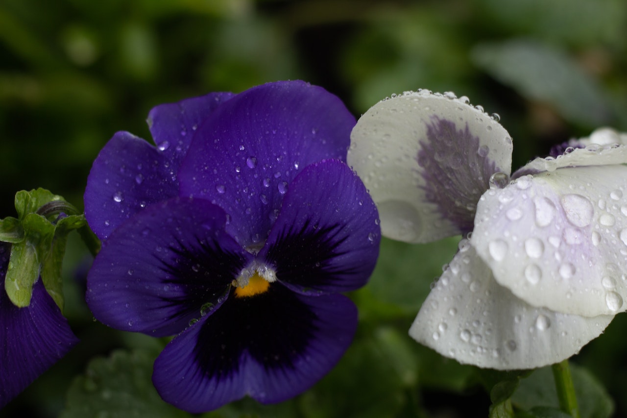 Purple and white pansies