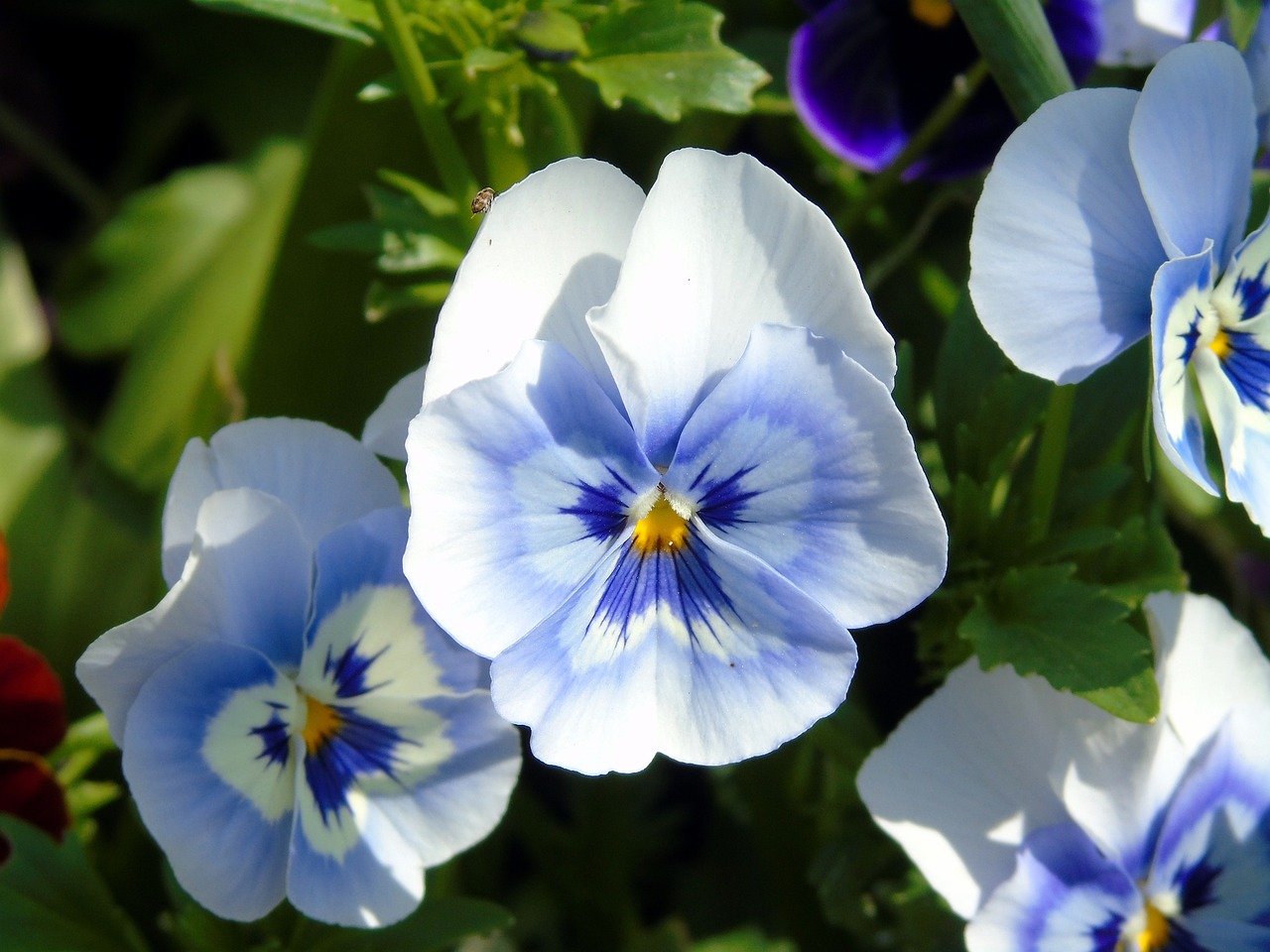 Light blue and white pansies