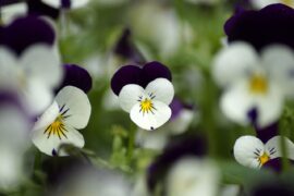 White and purple heartsease