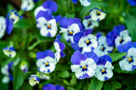Blue and white pansies in a garden