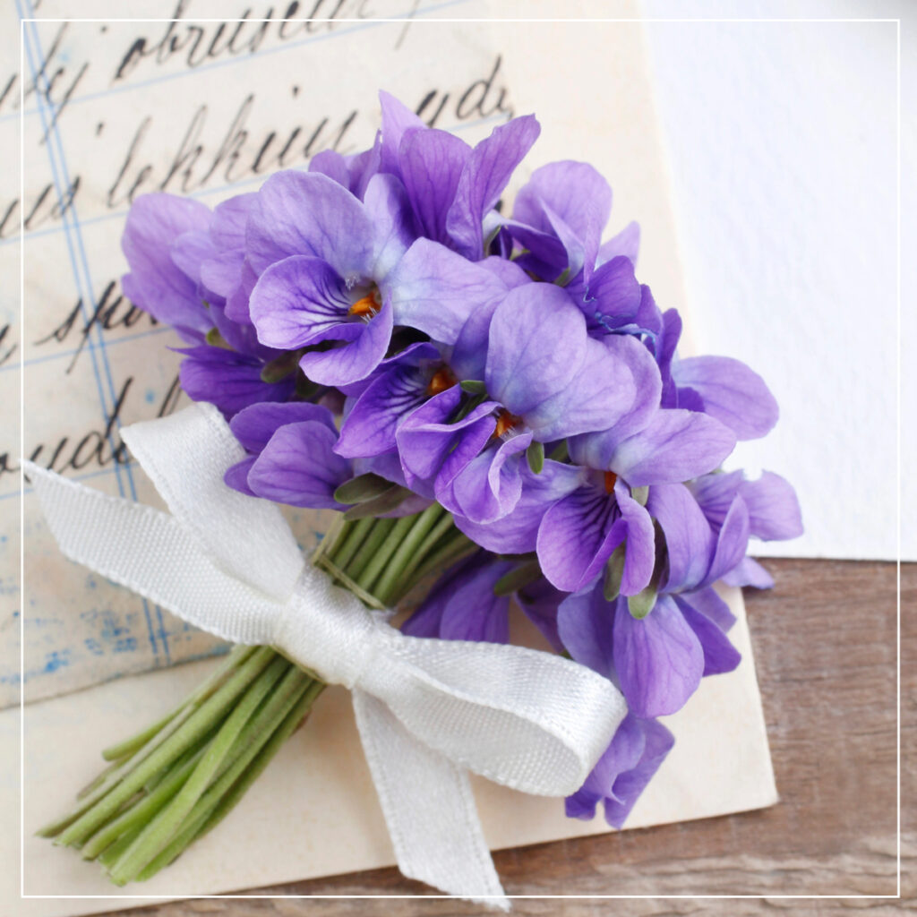 Bundle of violets or violas tied with a white ribbon on a vintage letter